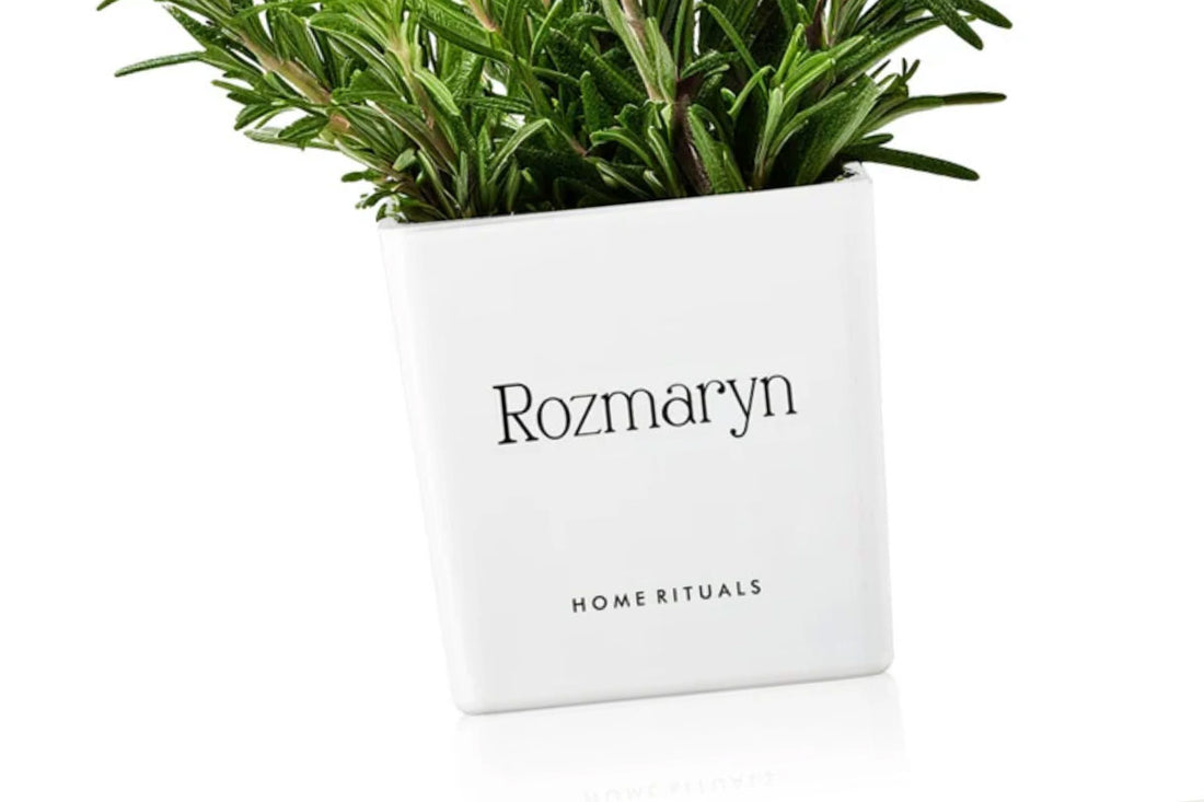 Biała szklana osłonka z nadrukiem Rozmaryn i świeżym rozmarynem