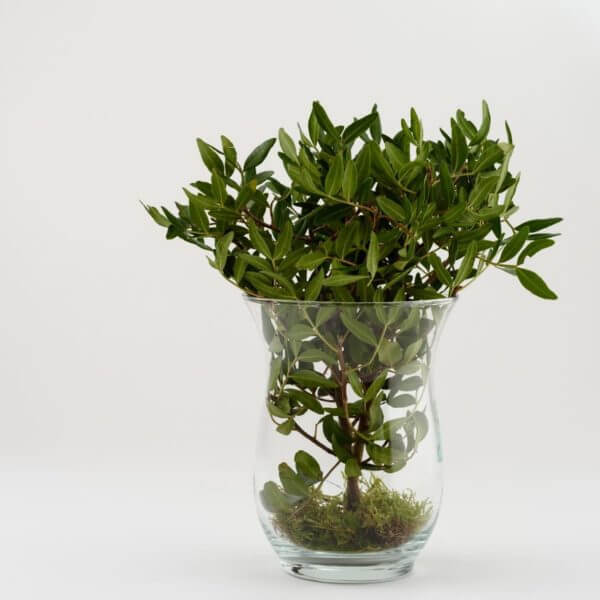 Przezroczysty wazon szklany na kwiaty