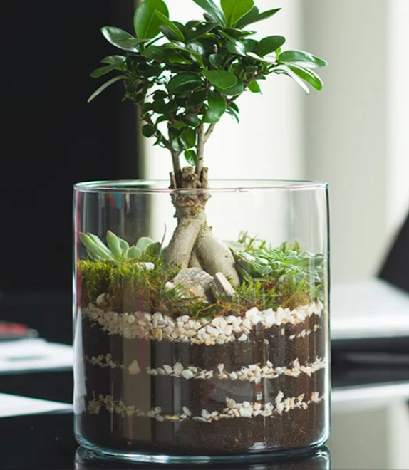 wazon szklany cylinder las w słoju wysokość 20cm 