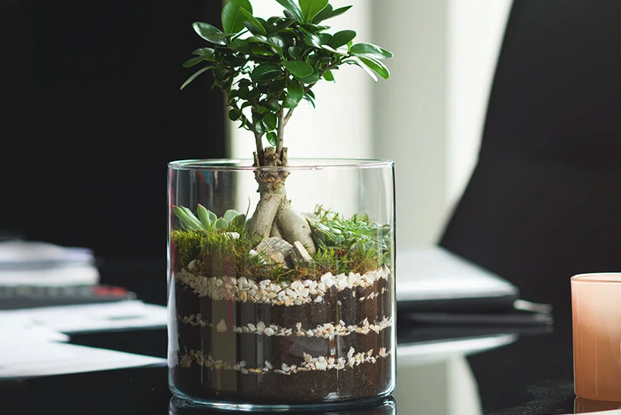 Ekologiczne dekoracje szklane - las w szkle - osłonka przezroczysta na biurku