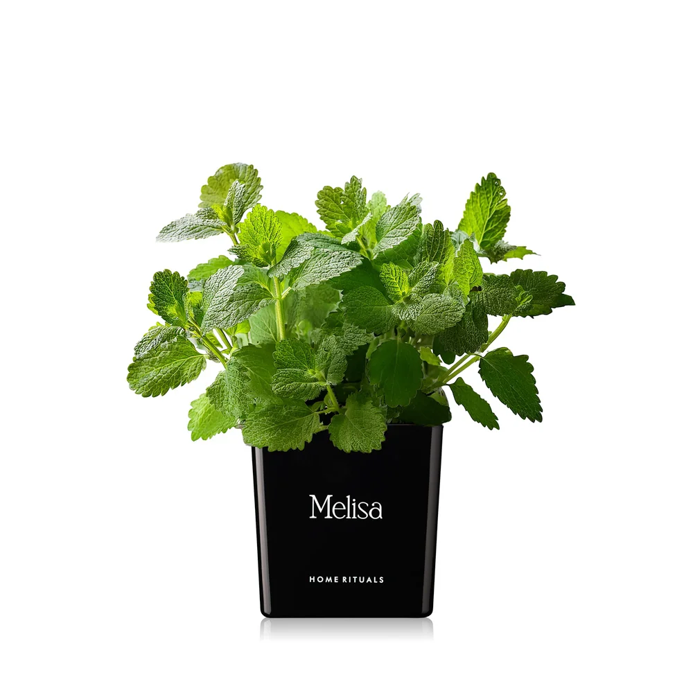 Doniczka osłonka czarna z białym napisem Melisa 12cm