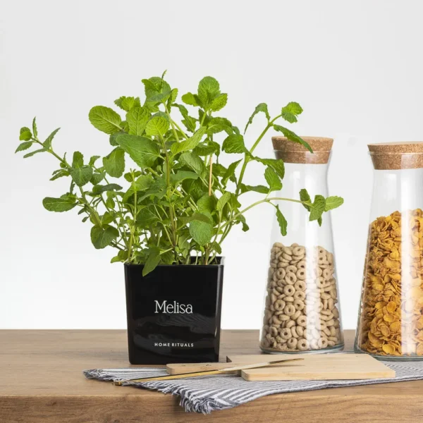 Doniczka osłonka czarna z białym napisem Melisa 12cm